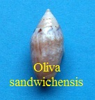 Oliva (Paxillus) sandwichensis, Pease 1860 